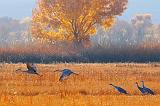 Sandhill Cranes_73556